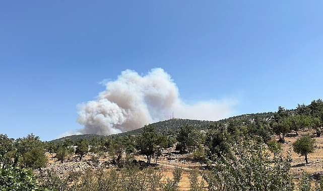 Mersin'de orman yangını